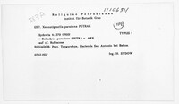 Image of Balladyna paradoxa